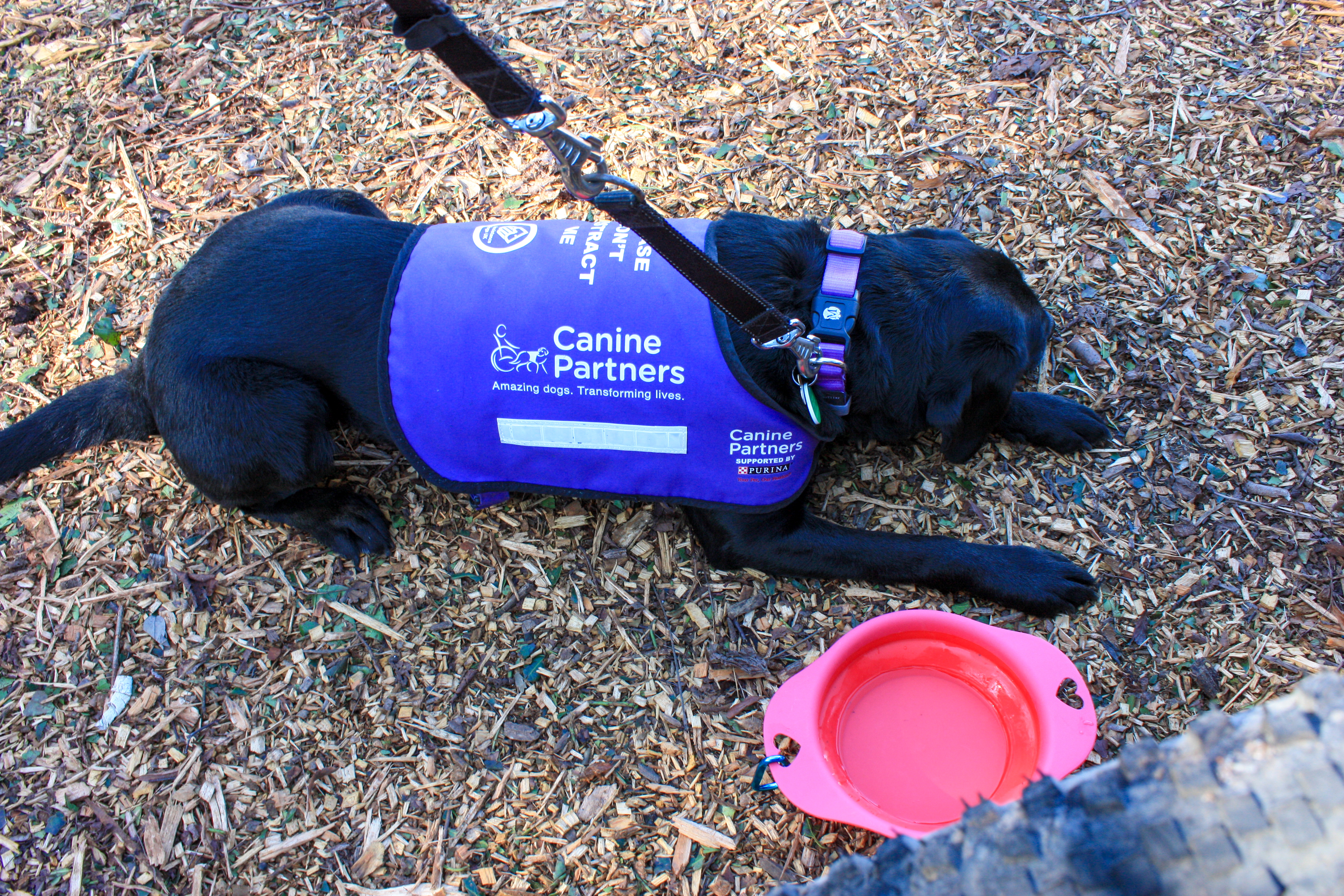 Photo of Liggy, a black labrador, wearing her Canine Partners jacket and lying calmly on the floor next to my wheels.