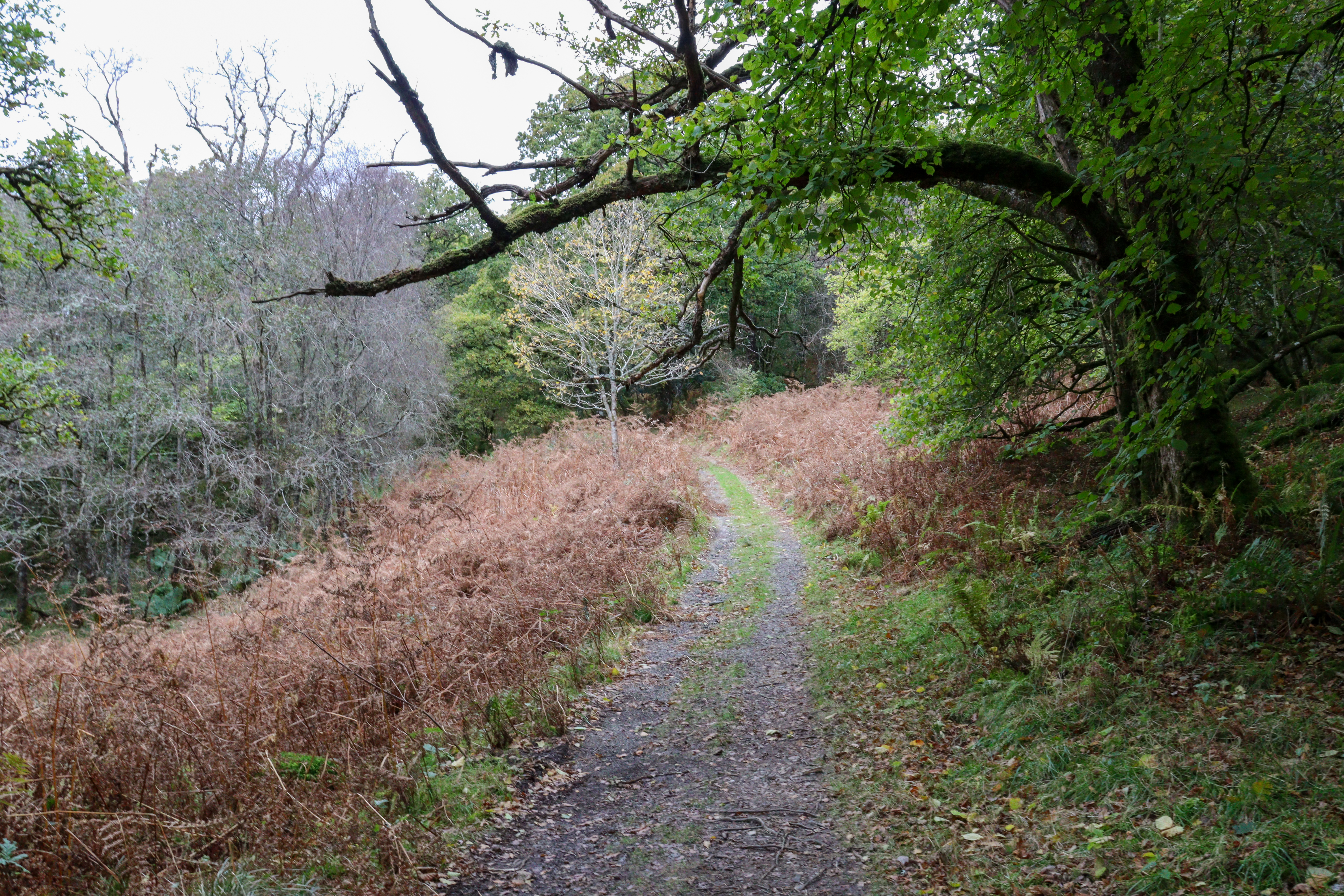 Woodland path with autumnal trees and brown undergrowth.