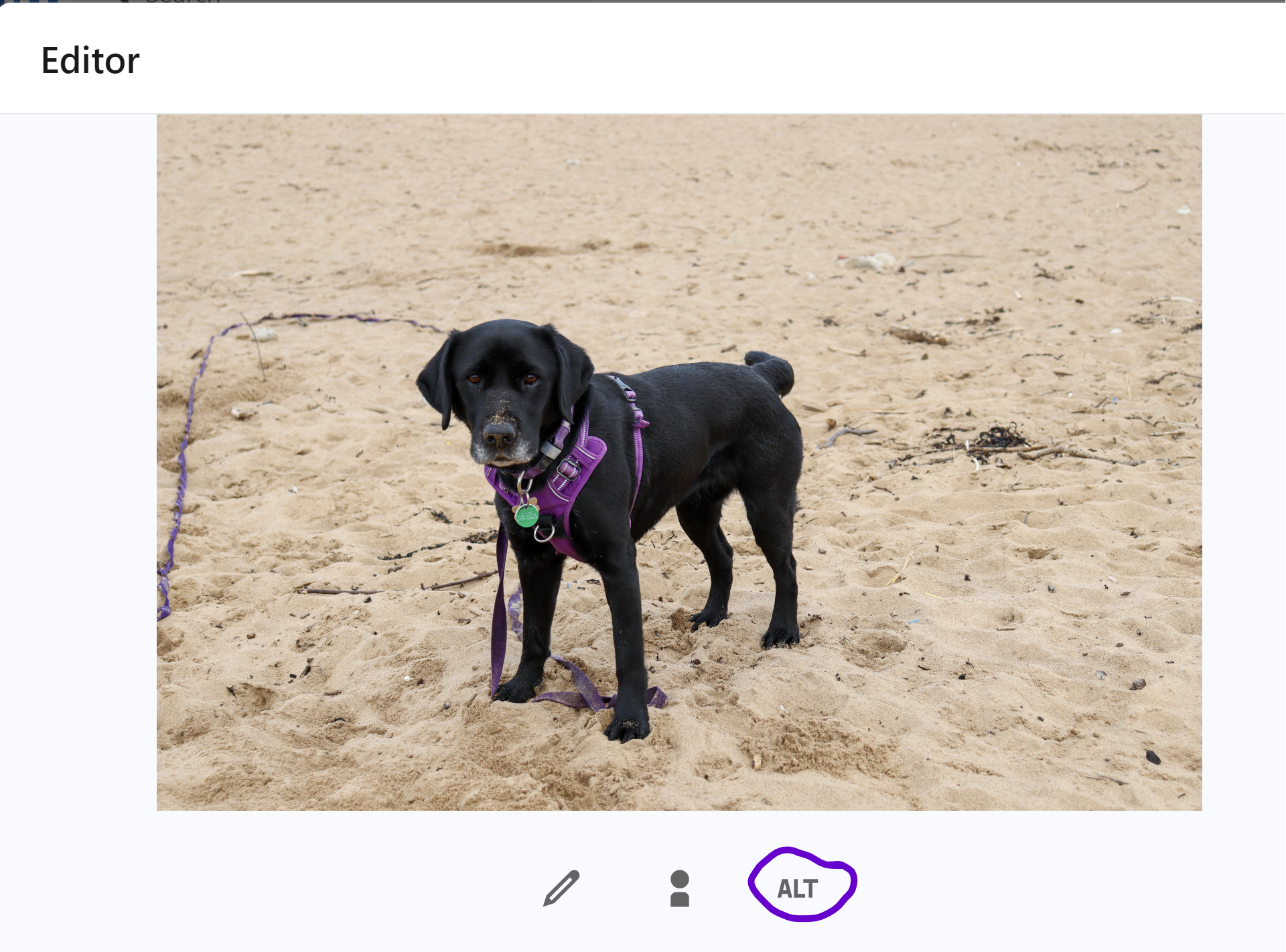 Screenshot of editor box with photo and the alt option circled.