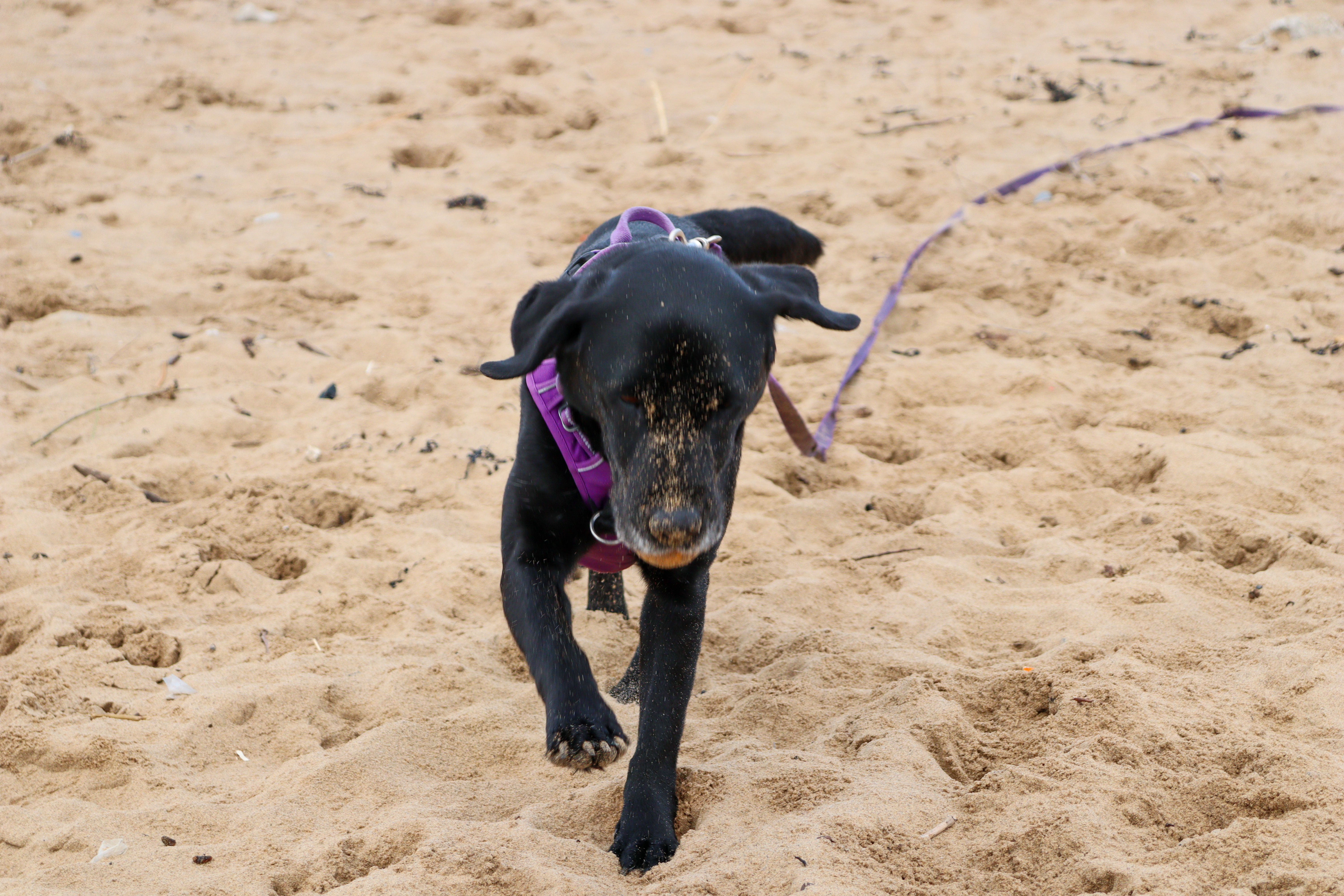 Black labrador on a beach, fetching a ball. She has sand all over her face.